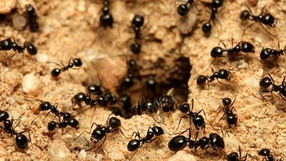 Ant Pest Control Pest Control