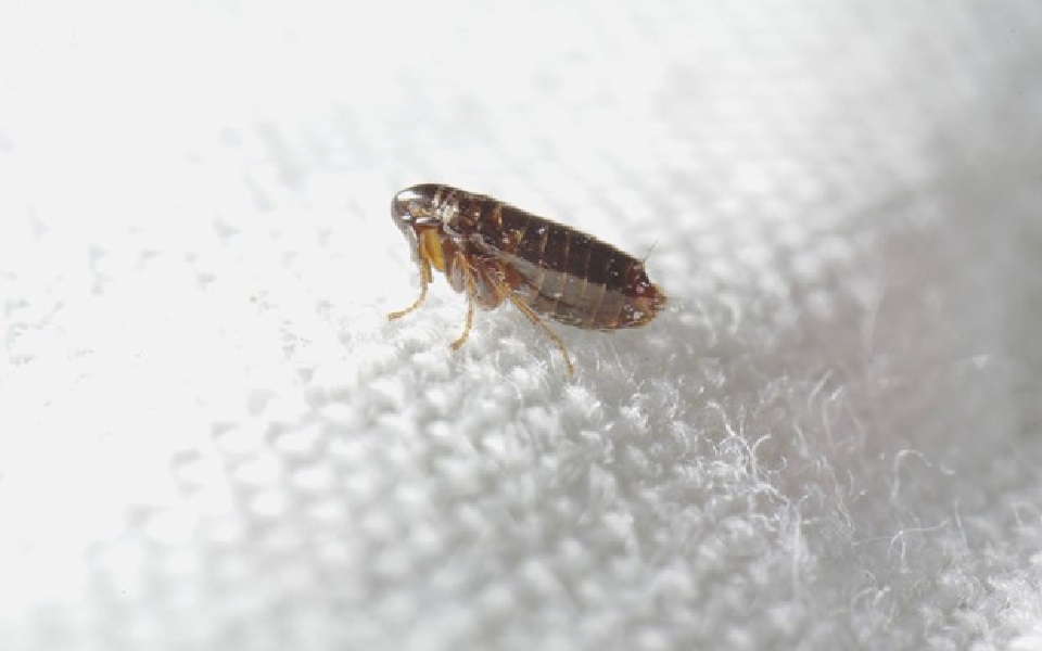 Flea Pest Control