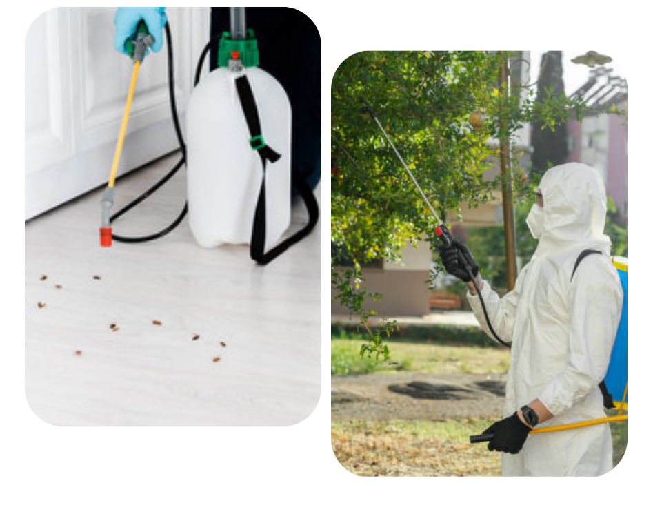 Best Commercial Pest Control Services Commercial