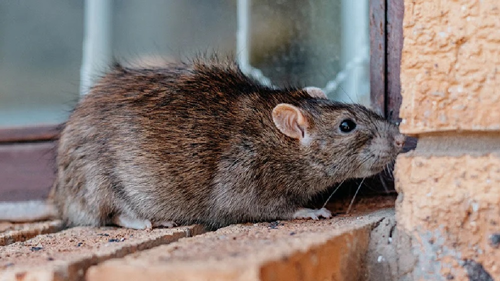 Rodent Pest Control Pest Control
