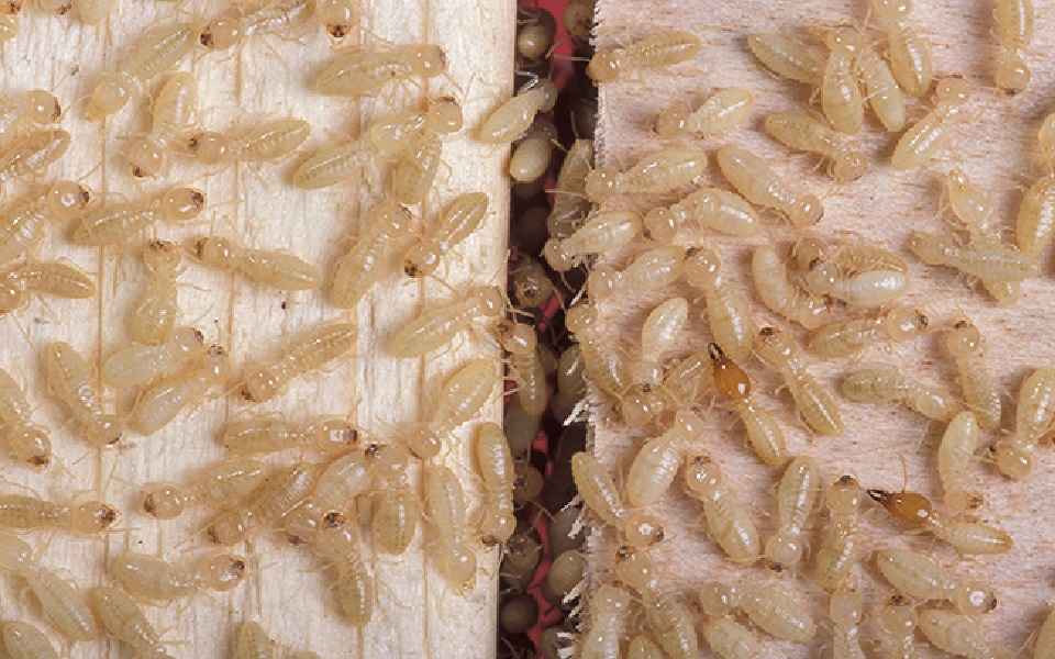 Termite Pest Control