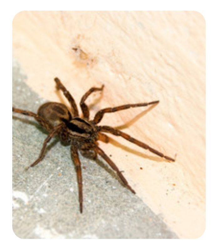 Spiders Pest Control Rhodes - Pest Control Services