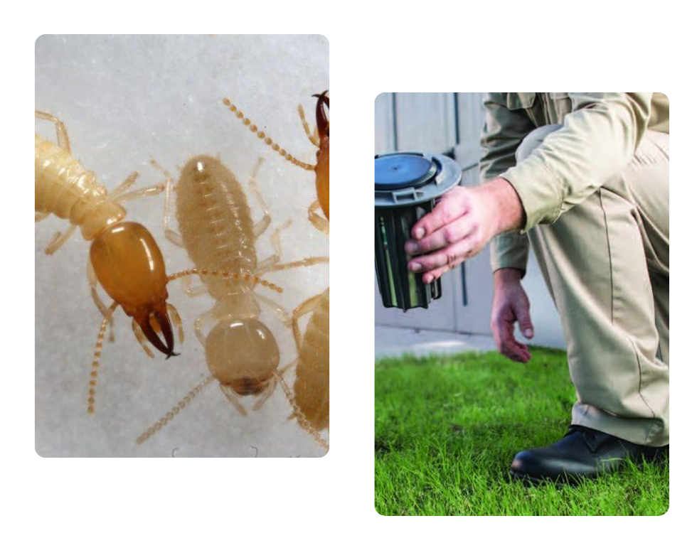 Termite Treatment