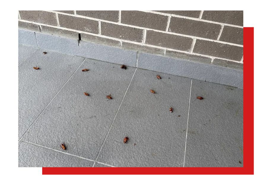 Pest Control Pest Control Services NSW