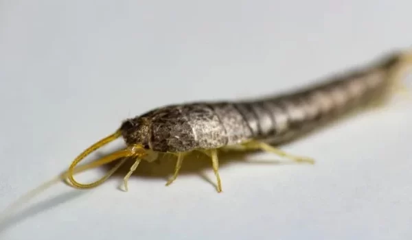 SilverFish Pest Control