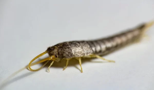 SilverFish Pest Control